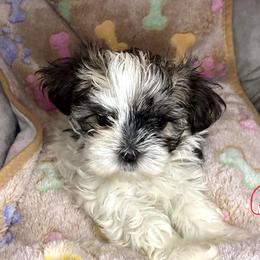 Girl 1 - female Shorkie puppy in Madisonville, Tennessee from Heavenly Yorkies in Southeast Tennessee