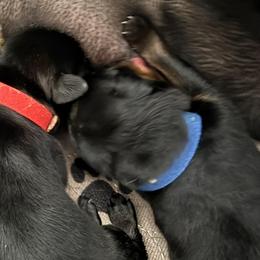 Blue - Black and mahogany male Rottweiler puppy in Concord, North Carolina from KJB Kennels