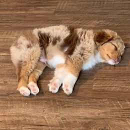 Miniature Australian Shepherd Puppies from Pistol and Pearl's Mini Aussies