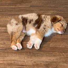 Miniature Australian Shepherd Puppies from Pistol and Pearl's Mini Aussies