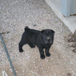 Chinese Shar-Pei Puppies from Princess Buttercup Pups