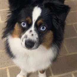 Dolly - Toy Australian Shepherd