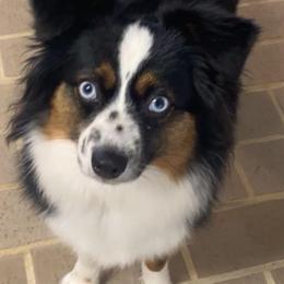 Dolly - Toy Australian Shepherd