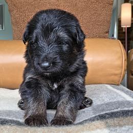 Revere - Black and red male German Shepherd puppy in Columbus, Indiana from Stony Lonesome GSD