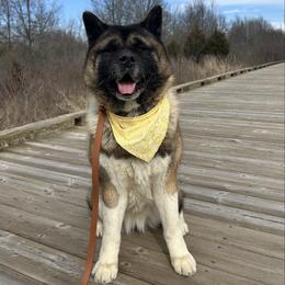 Sarah - Red, black overlay Akita puppy in Defiance, Ohio from RiverRock Akitas