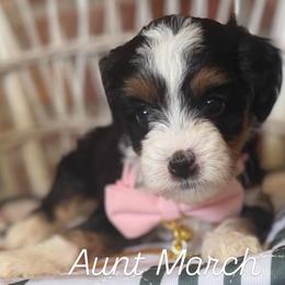 Aunt March - Tri-color female Bernedoodle puppy in Snohomish, Washington from Refined Doodles