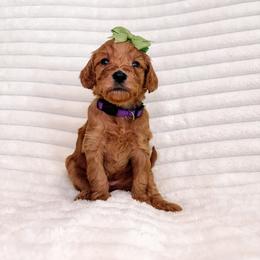 F1B Goldendoodle Skye - Red  female Goldendoodle puppy in Redding, California from Casa Delarosa Collective Poodles & Doodles