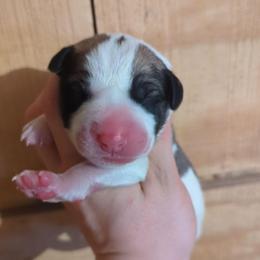 Girl 3 - Fawn female Central Asian Shepherd Dog puppy in Mena, Arkansas from Red Desert Australian Cattle Dogs