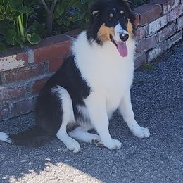 Girl 4 - Black white and tan Collie puppy in Bellflower, California from Prime Star Collies