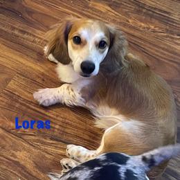 Loras - Dachshund