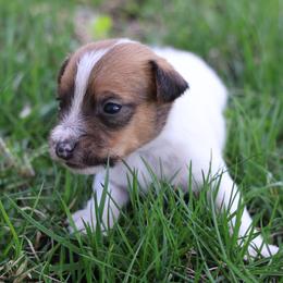 Cooper - Tan and white male Jack Russell Terrier puppy in West Bend, Iowa from Blue Skies Terriers