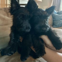 Boy 2 - Black male Scottish Terrier puppy in Utah from TnT Scotties