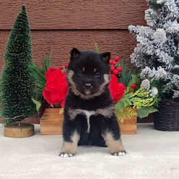 Marshmallow - Black and tan male Shiba Inu puppy in Clayton, Illinois from Adorable-Puppies