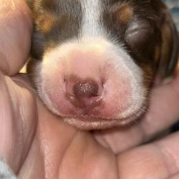 Dachshund Puppies from Dunham Dachshunds