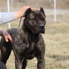Linda - Perro de Presa Canario