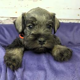 Oscar - Salt and pepper male Miniature Schnauzer puppy in Coarsegold, California from Halo Schnauzer