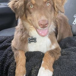 Australian Shepherds from East Valley Aussies