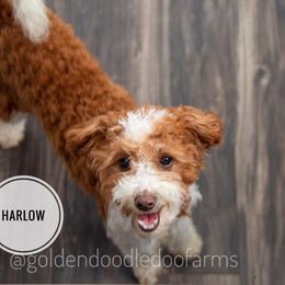 Harlow - Golden Aussiedoodle