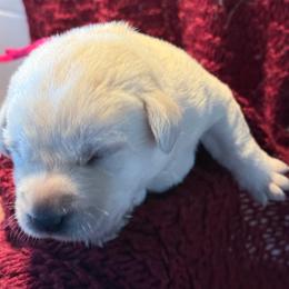 Goldie- second pick female- pink collar - Yellow female Labrador Retriever puppy in Isanti, Minnesota from Four Corners Family Labs