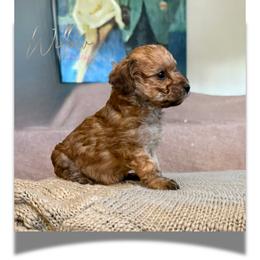 Willow - Sable female Yorkipoo puppy in Dothan, Alabama from Emerald City Poodles & Doodles