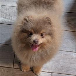 Valencia - Lavender female Pomeranian puppy in Fultonville, New York from Sandy Aussies, Mini Dachshunds & Pomeranians