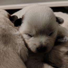 Girl 3 - Red speckled female Australian Cattle Dog puppy in Rogue River, Oregon from FullMoon Cattle Dogs
