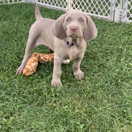 Weimaraner Puppies from Jennifer Anne's Weimaraners