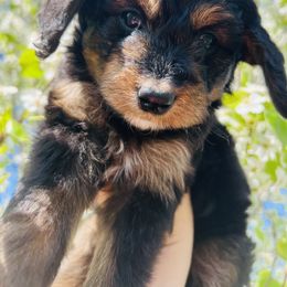 Assorted Doodle Crosses, Aussiedoodle, Bernedoodle, and Poodle Puppies from Pear Tree Prairie Doodles
