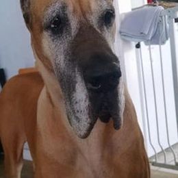 Great Danes from Sylcrest