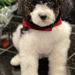 Aussiedoodles, Bernedoodles, and Goldendoodles from Doodlesfriend