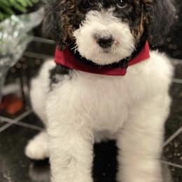 Aussiedoodles, Bernedoodles, and Goldendoodles from Doodlesfriend