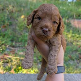 Hickory - Red male Cavapoo puppy in Coshocton, Ohio from Forever Family Puppies