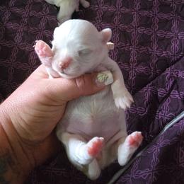 Mercedes - Cream and white female Chihuahua puppy in Amity, Pennsylvania from Baxters Chihuahuas
