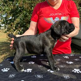 Hot Pink Collar - Black brindle female Cane Corso puppy in Paris, Texas from Knucklehead Cane Corso