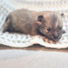 Girl 2 - female Pomeranian puppy in Plainfield, Indiana from Abby's Pampered Pooches