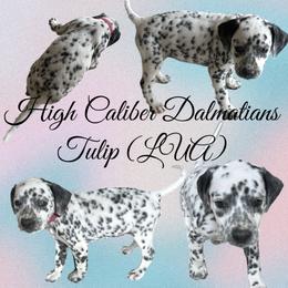 Tulip/ hot pink girl - White and black Dalmatian puppy in Pocatello, Idaho from High Caliber Dalmatians
