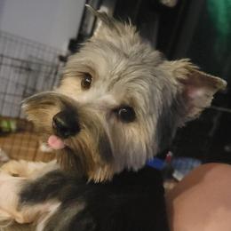 Rocky - Black and gold male Yorkshire Terrier puppy in Springville, Utah from Lundberg Yorkies