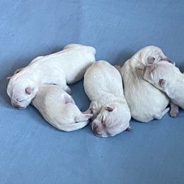 Boy 2 - White male West Highland White Terrier puppy in Idabel, Oklahoma from Ravens Nest Westies