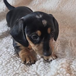 Boy 6 - Black and tan male Dachshund puppy in Burnet, Texas from Reyes Homestead Mini Dachsunds