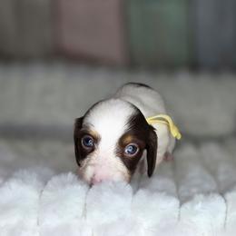 Yellow - Piebald female Dachshund puppy in Salado, Texas from DK's Dream Doxies