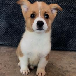 Brown Collar - Red male Pembroke Welsh Corgi puppy in Boaz, Alabama from Brumblow’s Kennel