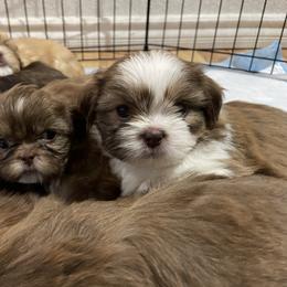 Shih Tzu Puppies from Jessica Diangson's Shih Tzus