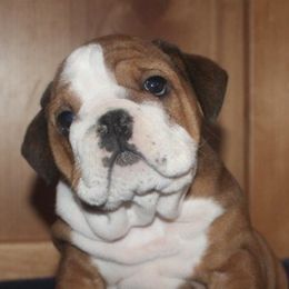 Boxers and Bulldogs from Fallen Timbers Bulldogs