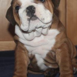 Boxers and Bulldogs from Fallen Timbers Bulldogs