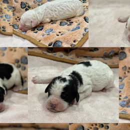 Aussiedoodles, Goldendoodles, Miniature Australian Shepherds, and Sheepadoodles from Sandlot Aussies and Doodles