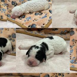 Aussiedoodles, Goldendoodles, Miniature Australian Shepherds, and Sheepadoodles from Sandlot Aussies and Doodles