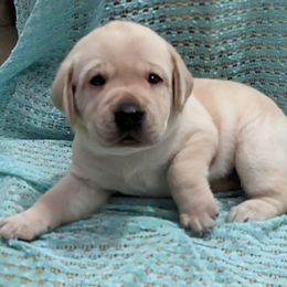 Labrador Retriever Puppies from Labradors Forever
