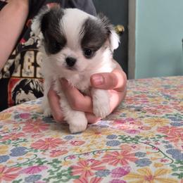 Gizmo - Blue and white male Chihuahua puppy in Chambersburg, Pennsylvania from Lil Angel's Chihuahuas