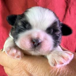 Reese - Red and white male Shih Tzu puppy in Winston Salem, North Carolina from Little Miracles Shih Tzu