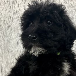 Boy 2 - Black Australian Labradoodle puppy in Peoria, Arizona from Kalolabradoodles